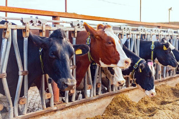 Exploitation d’élevage approvisionnée en fourrage de luzerne biologique par Bahgat Farms